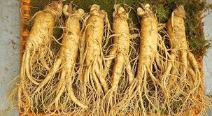 Sâm tươi Hàn Quốc cỡ 6 củ/kg loại VIP