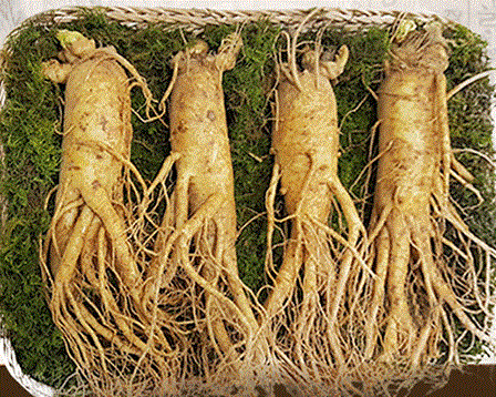 Sâm tươi Hàn Quốc cỡ 4 củ/kg loại VIP