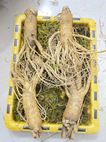 Sâm tươi Hàn Quốc cỡ 4 củ/kg loại VIP