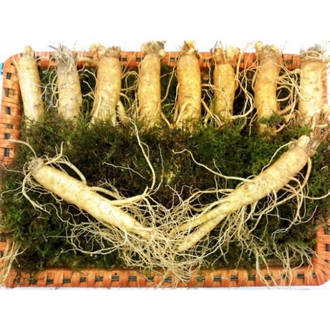 Sâm tươi Hàn Quốc cỡ 10 củ/kg loại VIP
