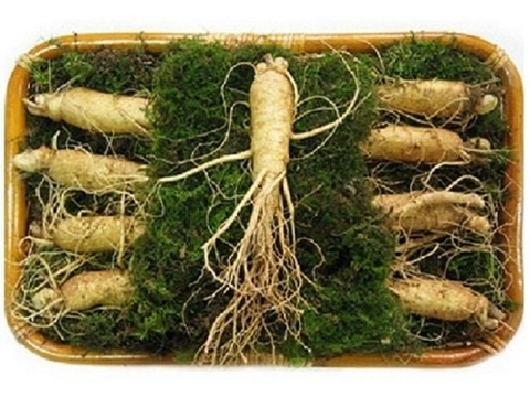 Sâm tươi Hàn Quốc cỡ 9 củ/kg loại VIP