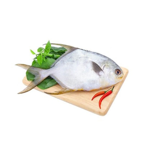 Cá chim trắng