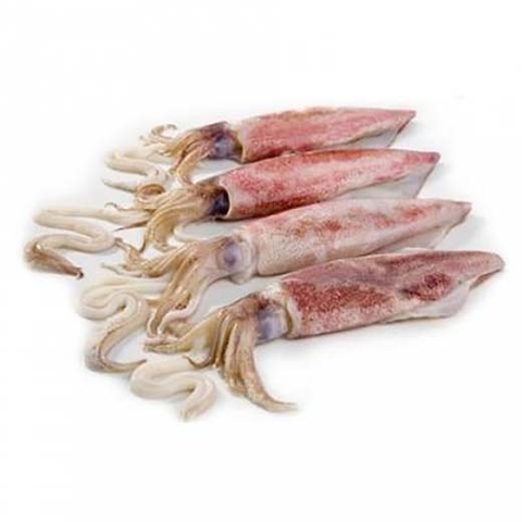 Mực ống Mùa