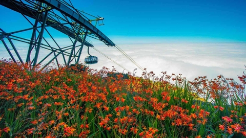 Combo cáp treo FSP + Vé Mường Hoa + Buffet (Vào trực tiếp mã QR)