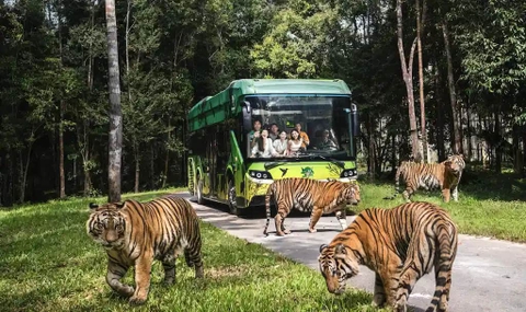 Vin Safari Admission Ticket + Tặng Food Voucher (Hiệu lực 1 ngày)