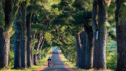 Tour Đà Nẵng - Măng Đen - Pleiku - Đà Nẵng 3N2Đ