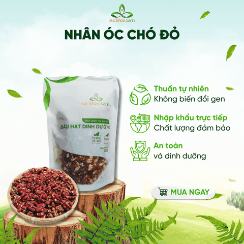 Nhân Óc Chó Đỏ Mỹ 300g – Giàu Protein, Chất Xơ, Tăng Cường Sức Đề Kháng
