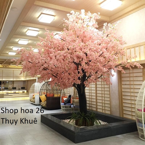 Cây trong siêu thị