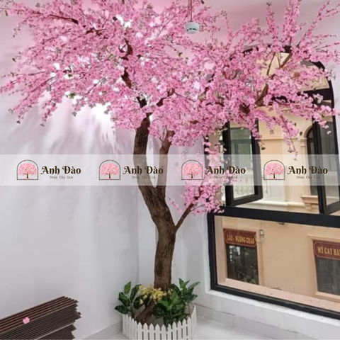 Cây anh đào hồng cao 3,2m rộng 2,5m