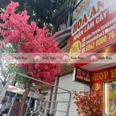 Cây hoa giấy cao 3.5m rộng 2m