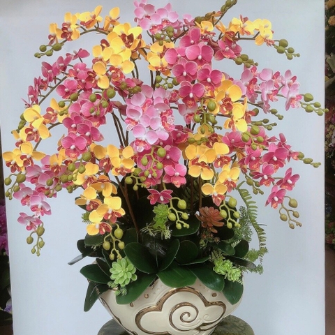 Cây lan hồ điệp