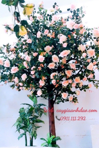 Cây Hoa Hồng Vàng và Cây Hoa Hồng