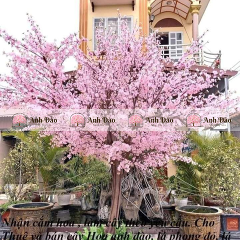 Cây đào hồng cao 3,5m rộng 2,8m