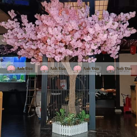 Cây hoa anh đào chùm hồng cao 3,6m rộng 2,4m