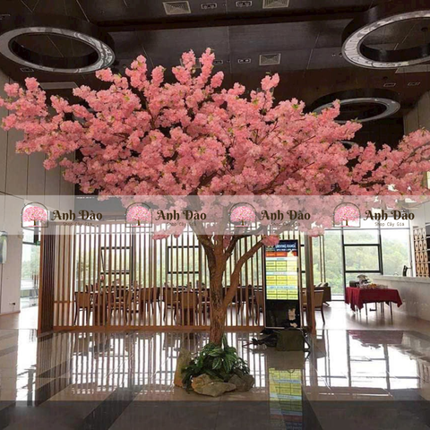 Cây anh đào chùm hồng cao 3,6m rộng 2,8m