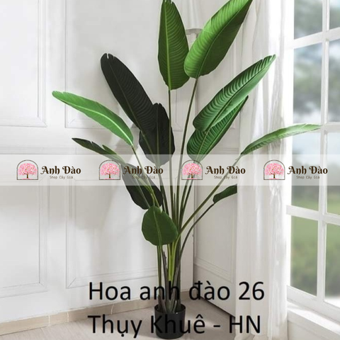 Các mẫu cây xanh trang trí trong nhà