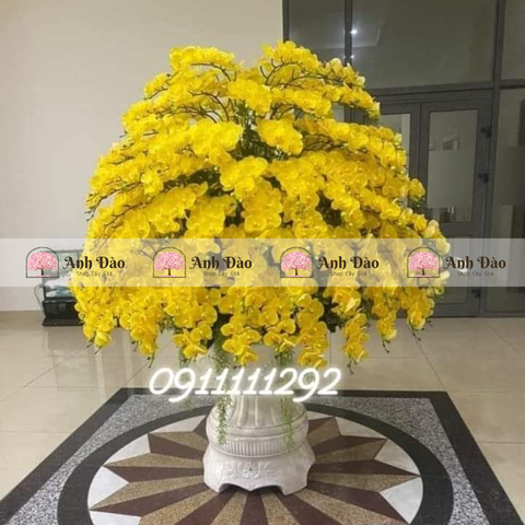 Chậu Lan hồ điệp cao 2m rộng 1,4m