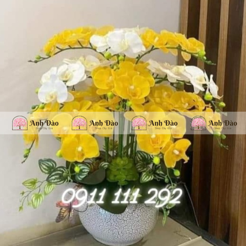 Chậu hoa Lan hồ điệp cao 1.2m rộng 70cm