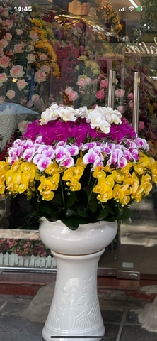 Chậu lan hồ điệp