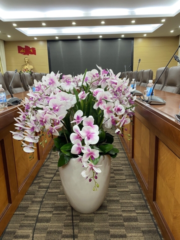 Cây lan hồ điệp