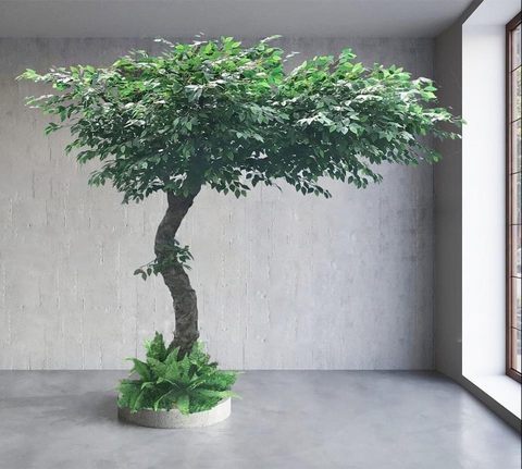 Cây Si Giả Lá Xanh