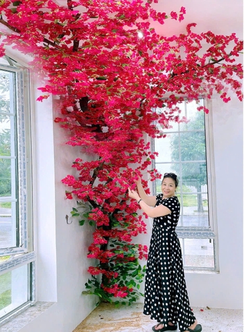 Cây hoa giấy đỏ