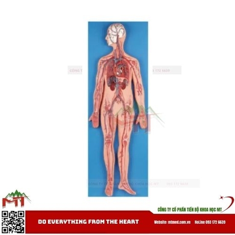 Mô hình hệ thống mạch máu