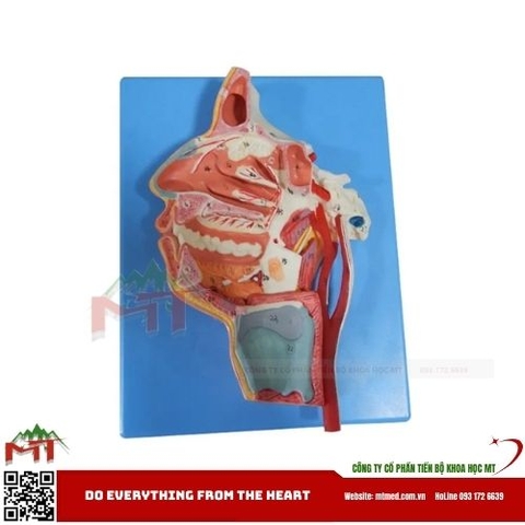 Mô hình bổ dọc mũi họng