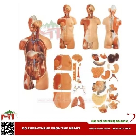Mô hình giải phẫu cơ thể người