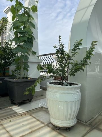 Đế lót chậu gỗ nhựa có bánh xe xoay 360 độ – Giải pháp thông minh cho không gian xanh hiện đại