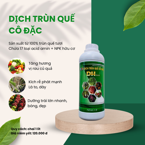 DỊCH TRÙN QUẾ CÔ ĐẶC