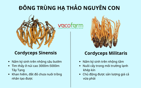 Đông trùng hạ thảo Tây Tạng nguyên con là gì?