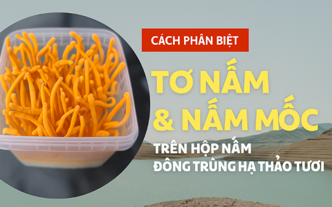 Cách phân biệt tơ nấm và nấm mốc trên hộp nấm Đông trùng hạ thảo tươi