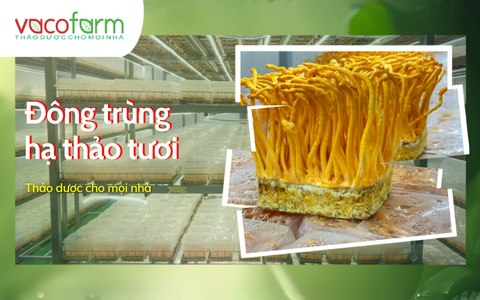 Câu chuyện sản phẩm Đông trùng hạ thảo tươi Vacofarm