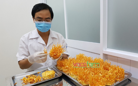 Có Nên Sử Dụng Đông Trùng Hạ Thảo Thường Xuyên Không?