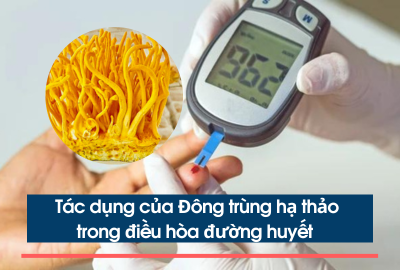 TÁC DỤNG CỦA ĐÔNG TRÙNG HẠ THẢO TRONG ĐIỀU HÒA ĐƯỜNG HUYẾT