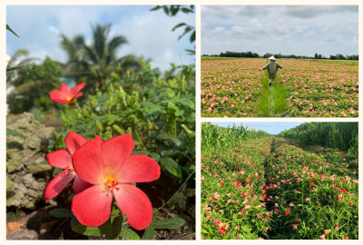 SÂM BỐ CHÍNH VACOFARM - SÂM TIẾN VUA
