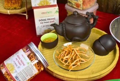 CORDYCEPIN - KẺ CHUYÊN ĐI CHỌC GẬY BÁNH XE CÁC TẾ BÀO UNG THƯ