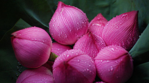 Nên cắm bao nhiêu bông hoa khi thờ cúng gia tiên?