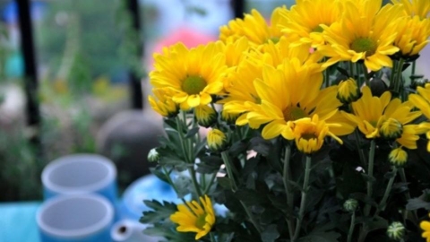 Những loài hoa thích hợp dùng trong thờ cúng và ý nghĩa tâm linh của chúng