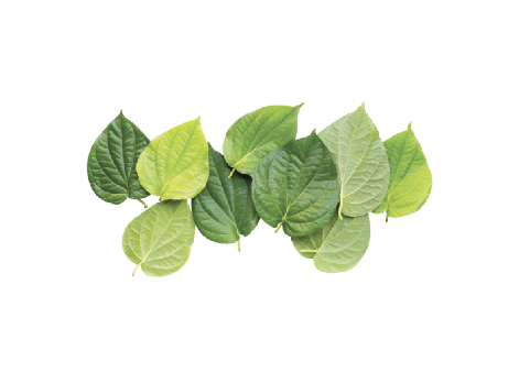 Tinh dầu Trầu không
