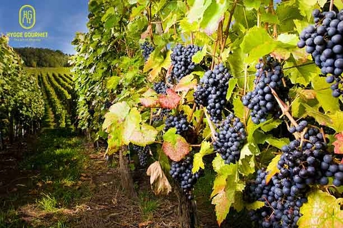 MẸO KẾT HỢP VANG ĐỎ CÙNG MÓN ĂN NGON CHUẨN VỊ