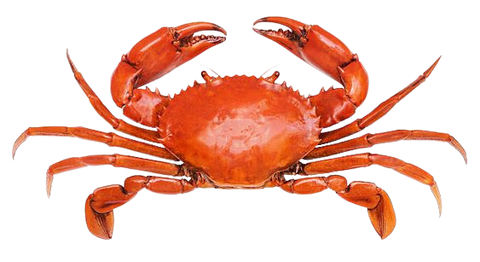 CRAB/ OCEAN CRAB FLAVOR