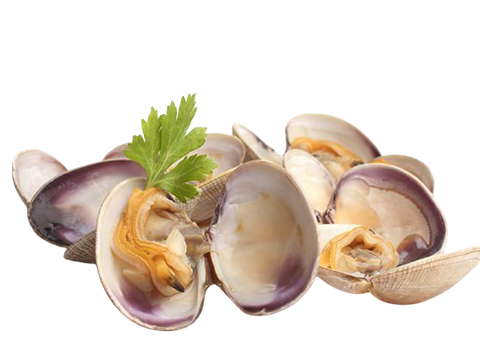 CLAM EXTRACT