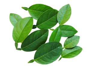 HƯƠNG LÁ CHANH VIỆT NAM