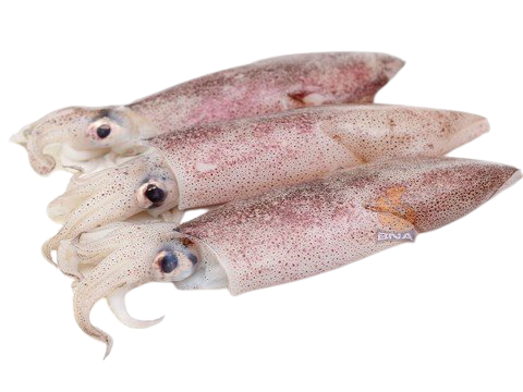 SQUID EXTRACT