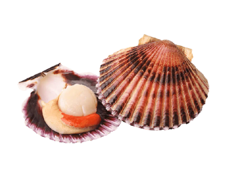 SCALLOP EXTRACT