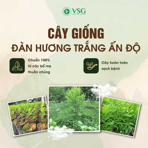 Cây Giống Đàn Hương Trắng Ấn Độ
