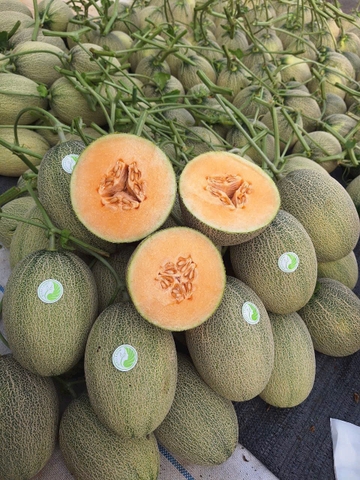 Dưa lưới Mật