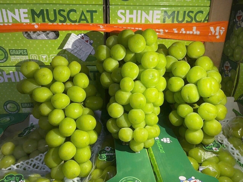 Nho mẫu đơn